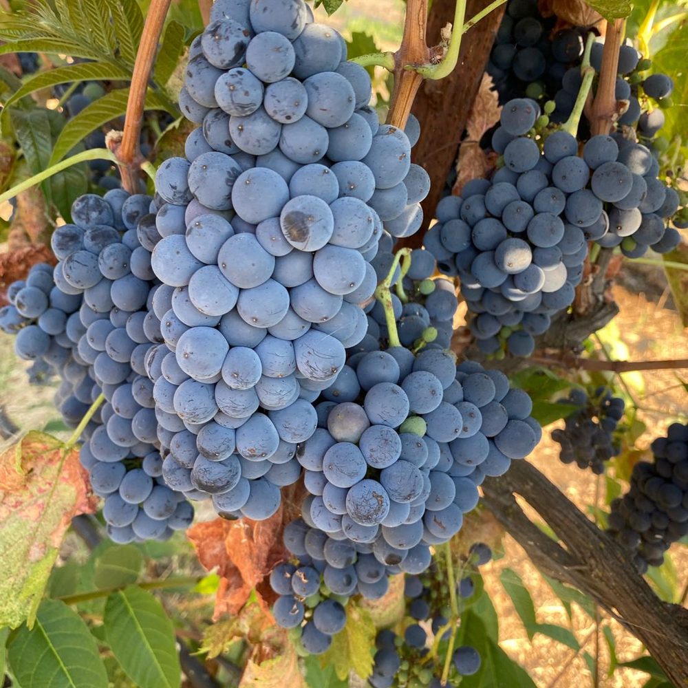 A dense cluster of Petite Sirah still on the vine