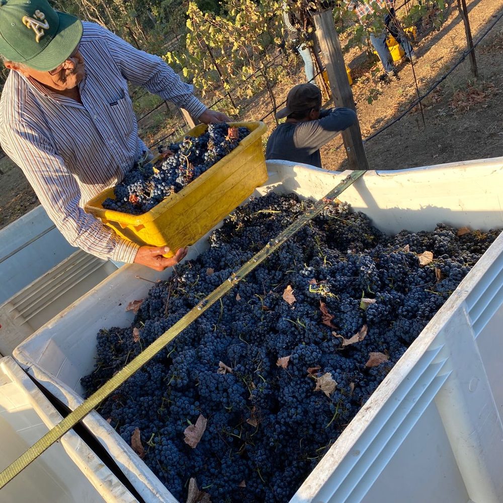Emptying a picking lug of grapes into a harvest bin