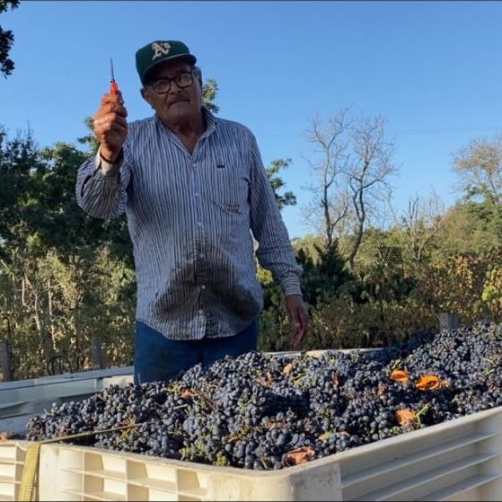 Dr. Wei beside a bin filled with the day's fruit