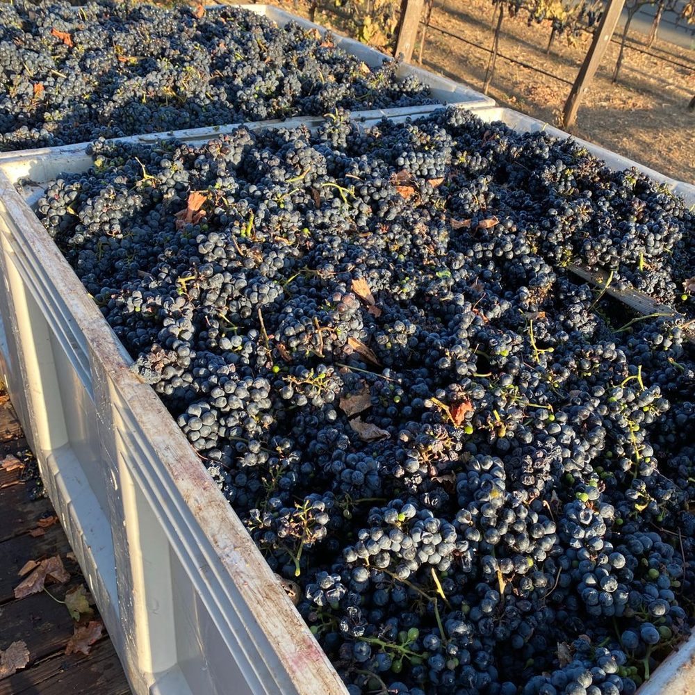 A harvest bin brimming with freshly cut clusters