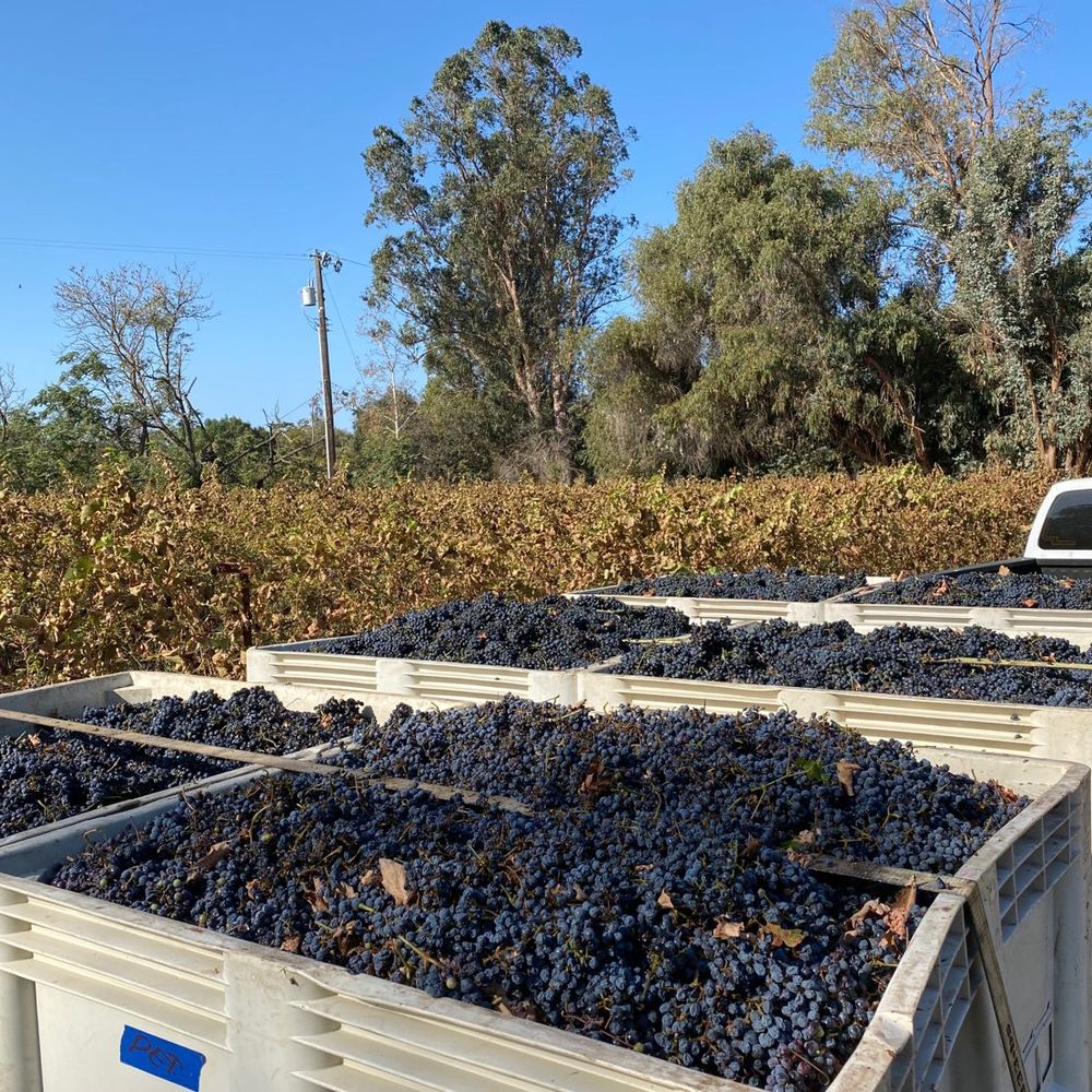 Bins of fruit loaded at the edge of the vineyard, ready for the winery